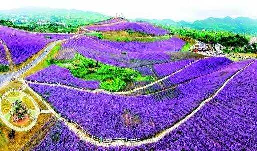 威宁花海在哪里（威宁花海在哪里地址）-图1