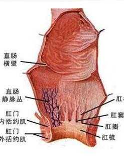 肛门通到哪里（肛门通到哪里图片）-图1