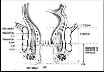 肛门通到哪里（肛门通到哪里图片）-图3