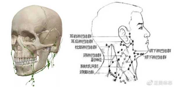 脸部淋巴在哪里（脸部淋巴在哪里）-图2