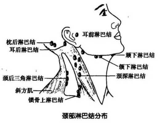 脸部淋巴在哪里（脸部淋巴在哪里）-图1