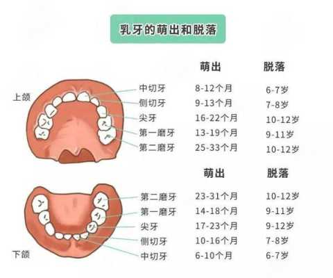 上牙床在哪里（儿子换牙了，可新牙没长到牙床该怎么办）-图2