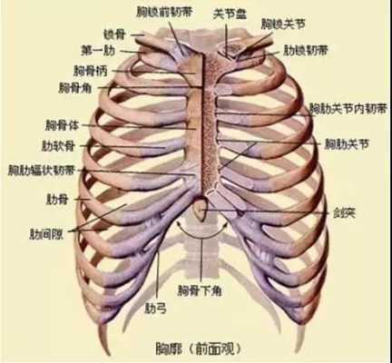 胸腰椎在哪里（胸腰椎在哪里个位置）-图3