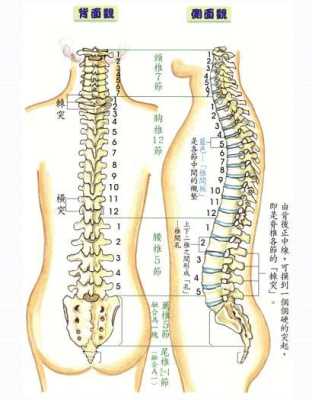 胸腰椎在哪里（胸腰椎在哪里个位置）-图2