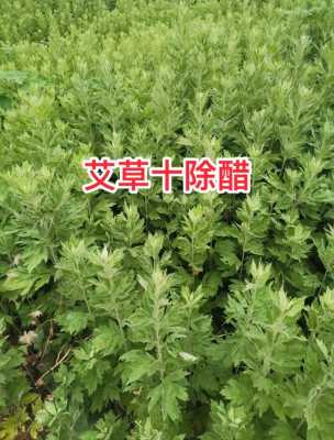 艾草适合哪里种植（艾草适合哪里种植）-图3