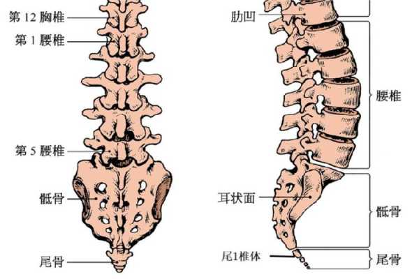 骶尾部是哪里,腰骶骨在哪里啊-图2