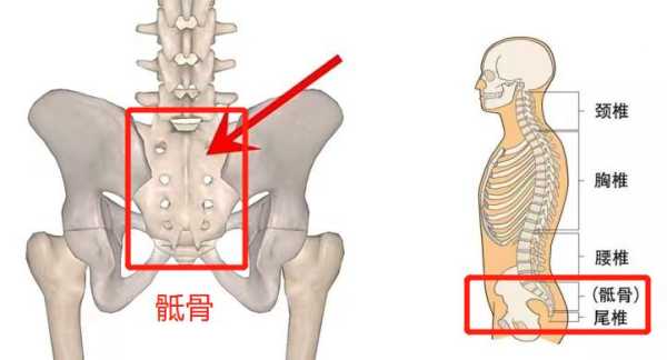 骶尾部是哪里,腰骶骨在哪里啊-图3