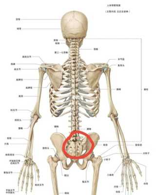 骶尾部是哪里,腰骶骨在哪里啊-图1