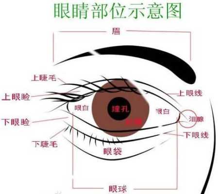 眼睑是指哪里（眼睑是指哪里图片）-图3