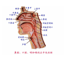 鼻甲在哪里图（鼻甲在哪里图片）-图2