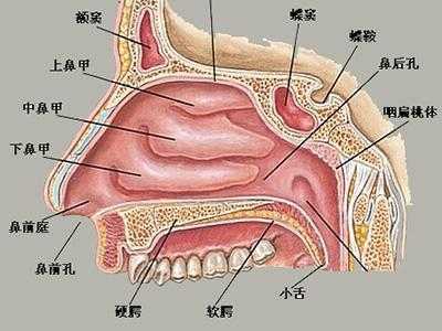 鼻甲在哪里图（鼻甲在哪里图片）-图1