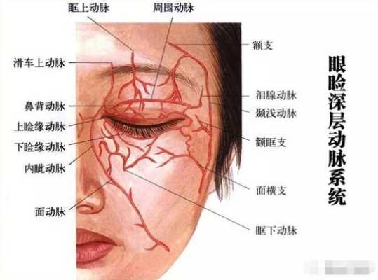 眼动脉在哪里（动脉硬化在眼睛的表现）-图2