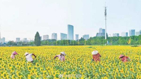 上虞花海在哪里（上虞花海在哪里）-图1