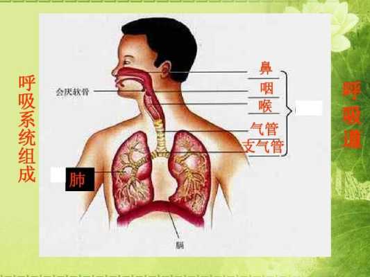 肺尖在哪里（肺尖在哪里图片）-图2