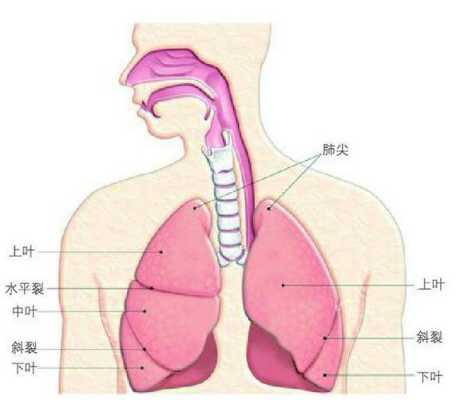 肺尖在哪里（肺尖在哪里图片）-图3