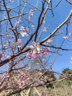 日本去哪里看樱花（日本去哪里看樱花最美）-图1