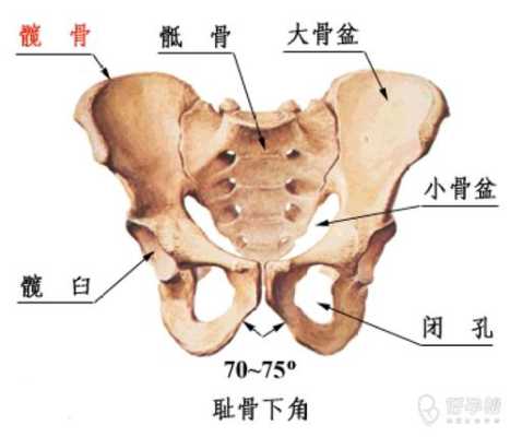 女人趾骨在哪里图片（女人趾骨在哪里图片）-图2