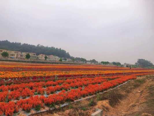 开平赤坎花海在哪里（东莞周边有没公司团建旅游的地方推荐）-图1