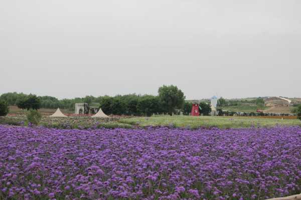 咸阳薰衣草庄园在哪里（银川花博园真的不错吗）-图1