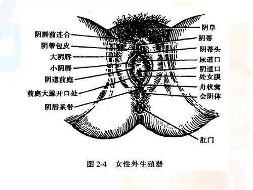 美女的阴在哪里-图3