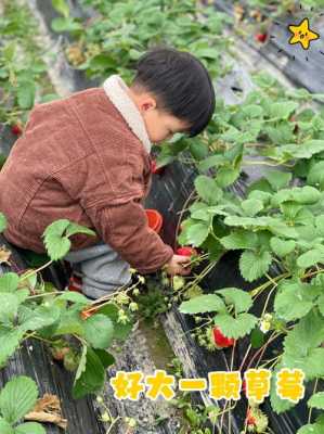 常州哪里有卖草莓玉米种子的呢,常州哪里可以摘草莓的地方-图2