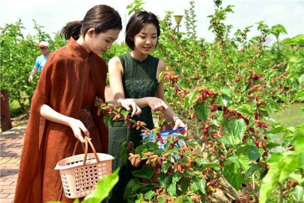 深圳哪里有桑葚摘（深圳摘桑葚的地方）-图3