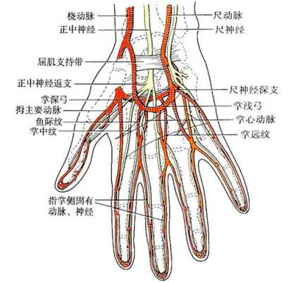 手腕静动脉在哪里（手上动脉在哪）-图1