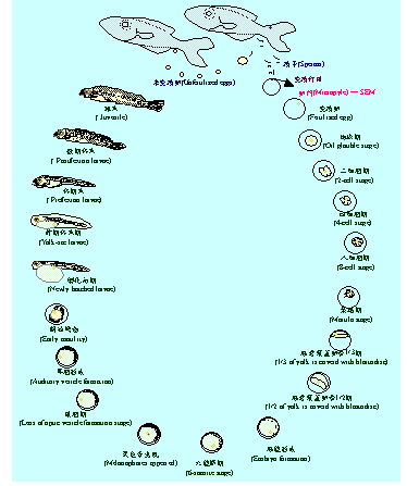 鱼在哪里生小鱼（鱼在哪里生小鱼）-图3