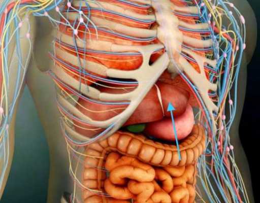 肝脏位置在哪里,肝胆的位置在哪里呢图片-图2