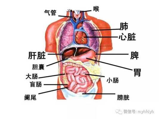 肝脏位置在哪里,肝胆的位置在哪里呢图片-图1