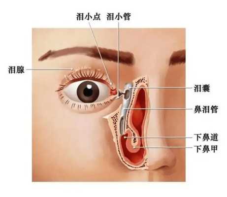 眼睛下面者道横是什么意思,泪堂是指哪里的地方-图2