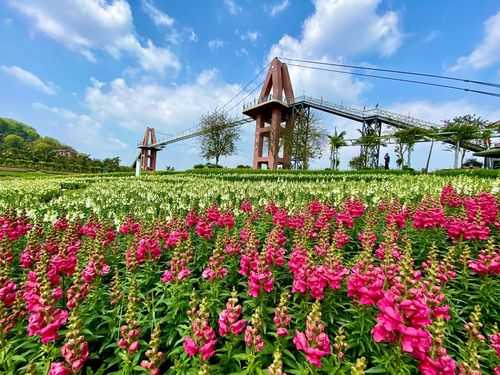 你认为四川最美赏花地在哪儿,金沙沟花海在哪里啊-图2