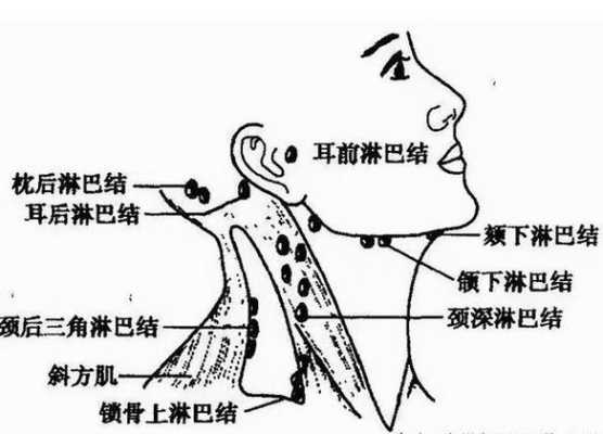 淋巴腺在哪里（淋巴腺在哪里位置图）-图3