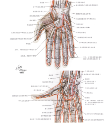 手上的大动脉在哪？具体一点，谢谢,左右腋下动脉位置图-图2