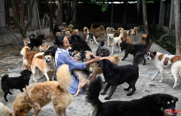 天津哪里有领养流浪猫和流浪狗的地方,天津哪里可以领养狗狗的地方-图2