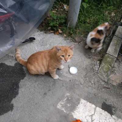 天津哪里有领养流浪猫和流浪狗的地方,天津哪里可以领养狗狗的地方-图1