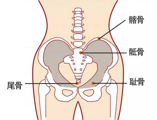 女性耻骨在哪里图片（女性耻骨在哪儿）-图2