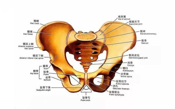 女性耻骨在哪里图片（女性耻骨在哪儿）-图3