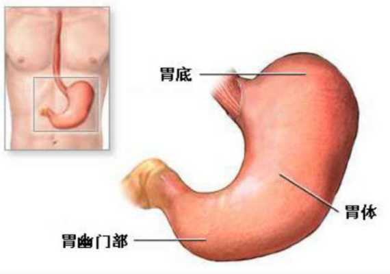 胃到底在哪里（胃到底在哪里图片）-图1