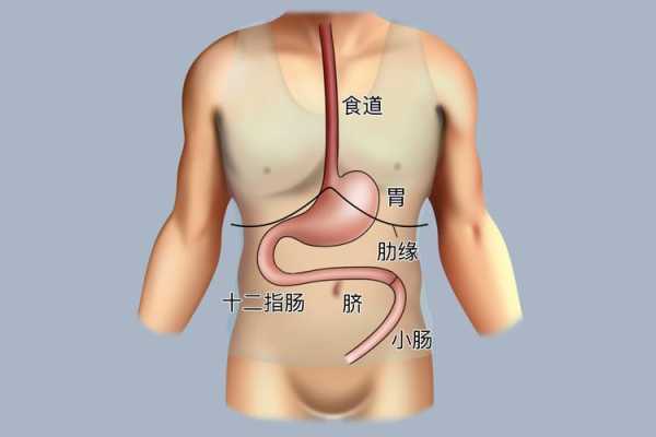 胃到底在哪里（胃到底在哪里图片）-图3