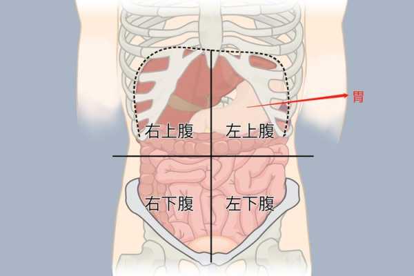 胃到底在哪里（胃到底在哪里图片）-图2