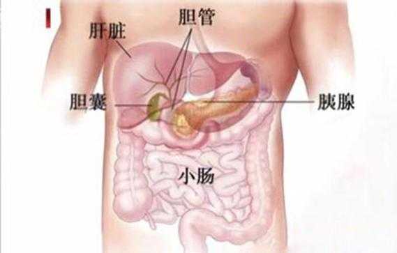 胰腺在哪里哪个位置,胰的位置在哪里图片-图1