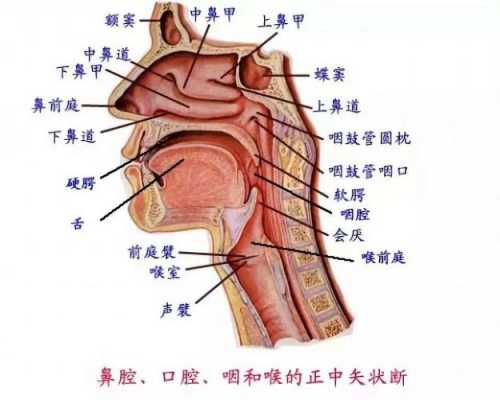 鼻腔共鸣是哪里震动（鼻腔共鸣是哪里震动图解）-图3