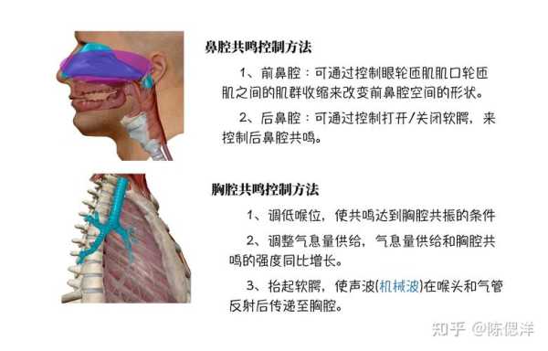 鼻腔共鸣是哪里震动（鼻腔共鸣是哪里震动图解）-图1