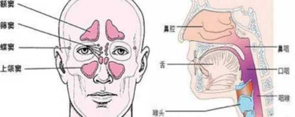 鼻腔共鸣是哪里震动（鼻腔共鸣是哪里震动图解）-图2