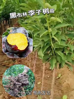 黑布林李子南方能种植吗,黑布林适合哪里种植的-图2