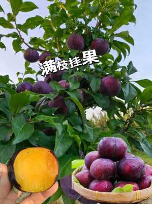 黑布林李子南方能种植吗,黑布林适合哪里种植的-图3