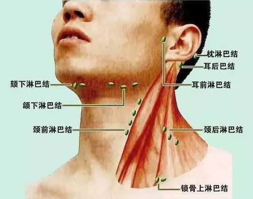 淋巴主要分布在哪里（淋巴长在人身体的哪些部位）-图1