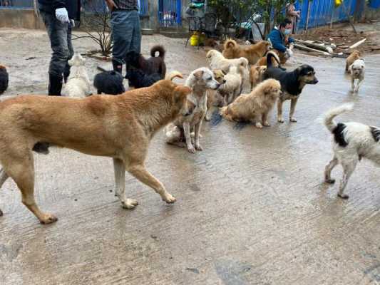 成都市爱之家小动物救助站的简介,成都救助站在哪里办公-图1