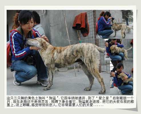 成都市爱之家小动物救助站的简介,成都救助站在哪里办公-图2